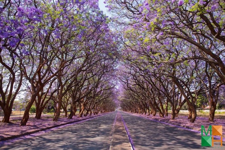 Tranh dán tường Hàn Quốc 3d khổ lớn tại Hà Nội NA - 248